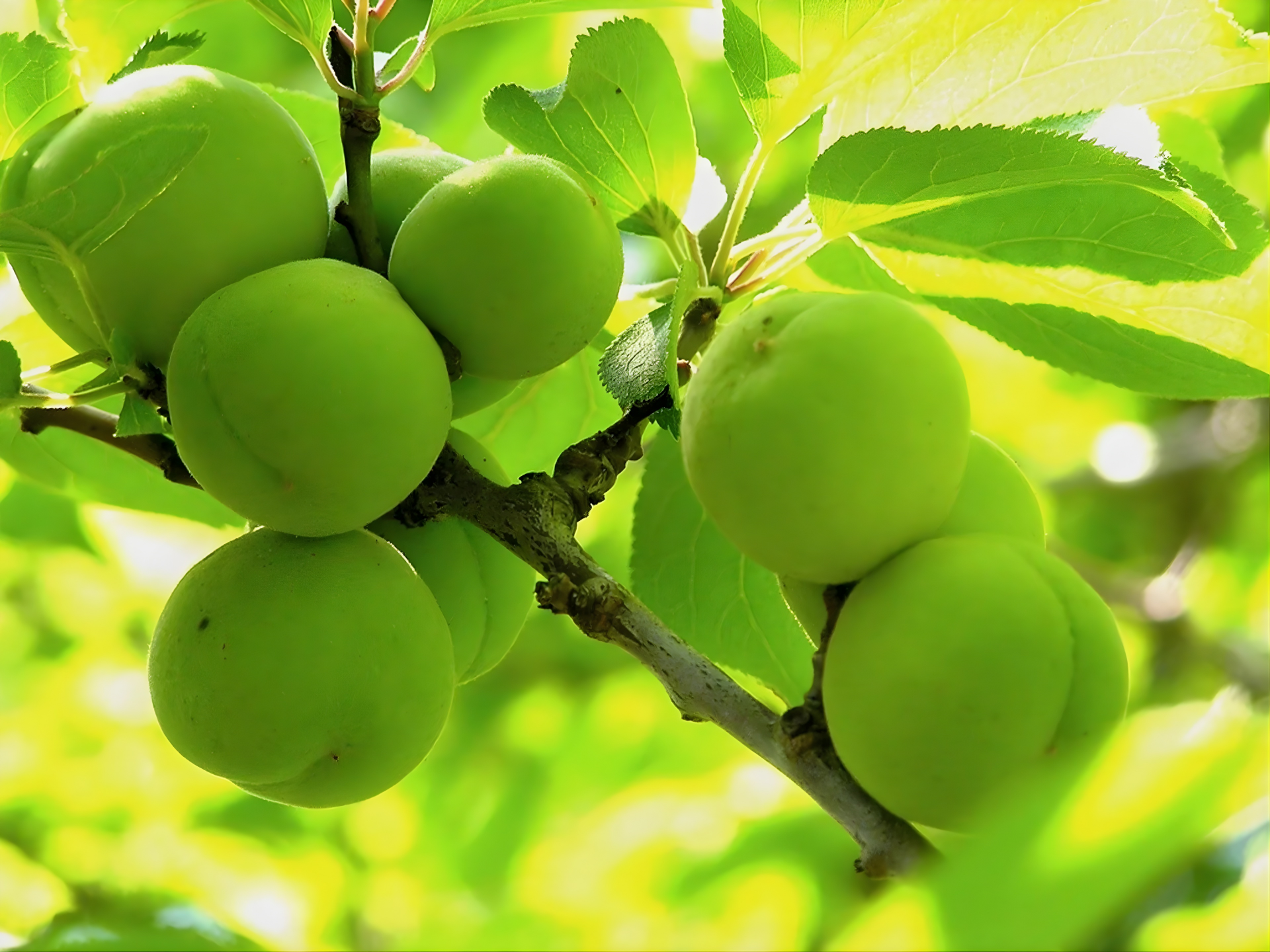 Trái mơ xanh dùng để ngâm rượu truyền thống